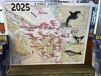 Whale sightings