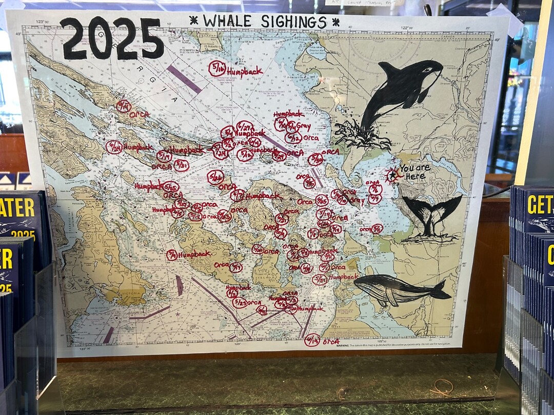 Whale sightings