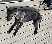 Cleo after the Operation, resting!