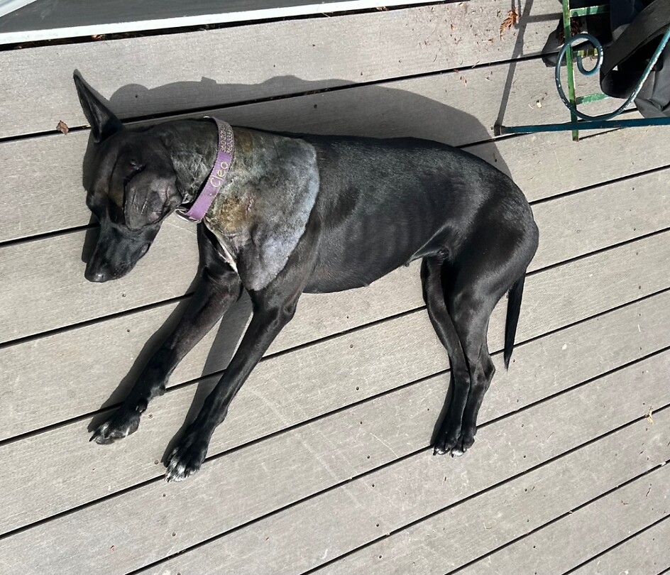 Cleo after the Operation, resting!