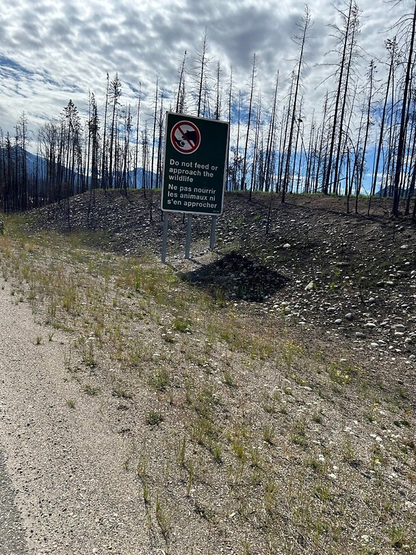 Along the way all burned trees as far as the eye can see