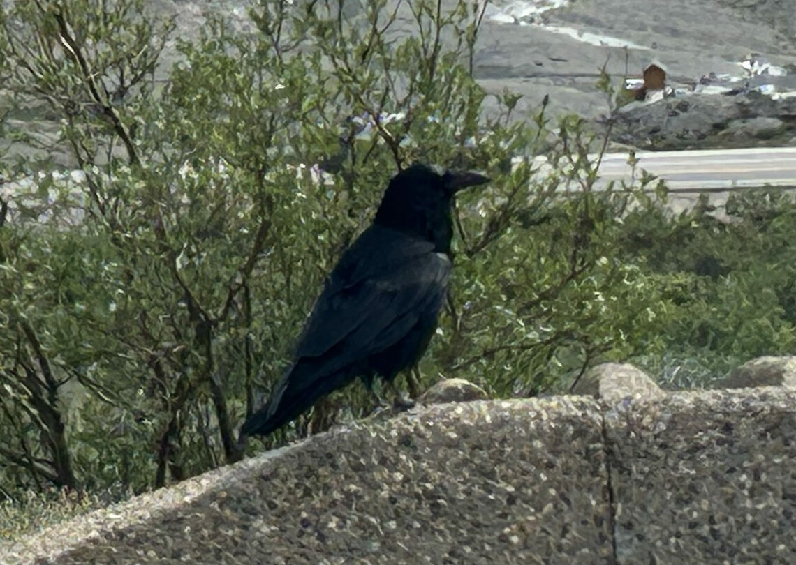 Raven
