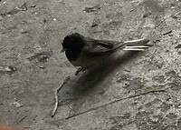 A small bird in the shelter