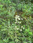 An abundence of flowers