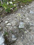 And more flowers