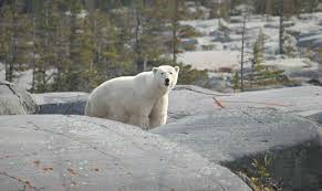 Polar Bear