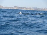 Whale shark we did see it!