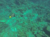 More fish