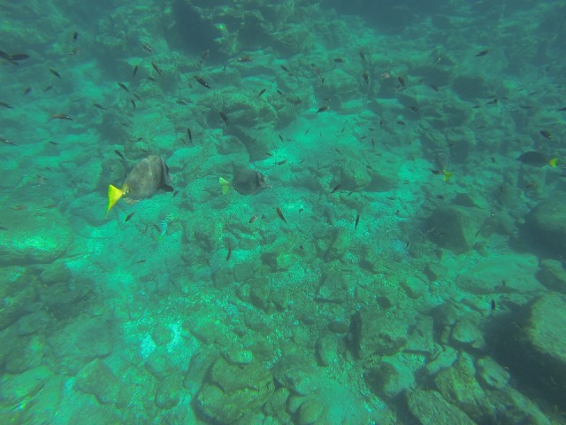 More fish