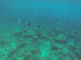 fish again