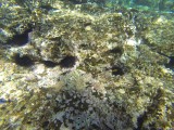 see creatures