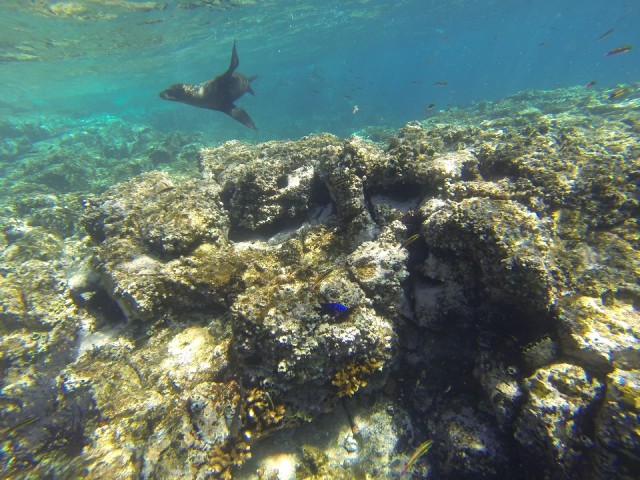 sea lions!