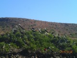 fregat birds and pelicans