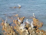 pelicans
