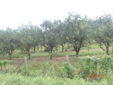 Oranges, lots of orange trees on the hummingbird Highway!