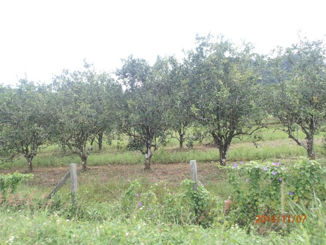 Oranges, lots of orange trees on the hummingbird Highway!