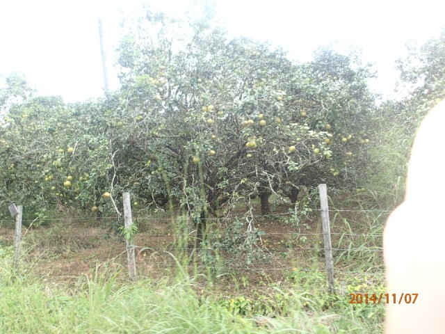 More orange trees