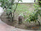 Some animals running around the hotel del Norte