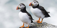 puffins Harris