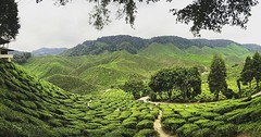 Theeplantages