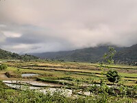 Rice fields and banana trees