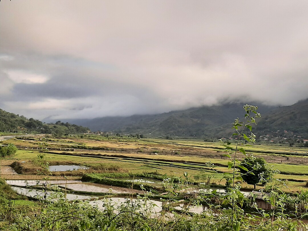 Rice fields and banana trees