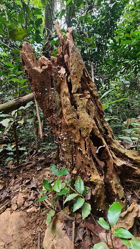 Wandeling, uitzicht punt en grot in Ban Muang Ngoi