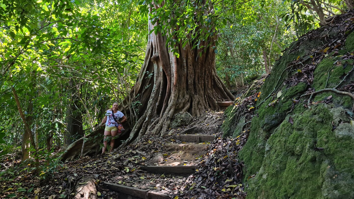 Bij de waterval, Hele dikke bomen