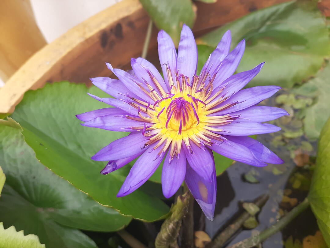 Waterbloem in pot in centrum hoofdstad