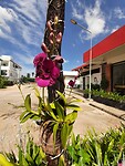 Orchids growing on trees