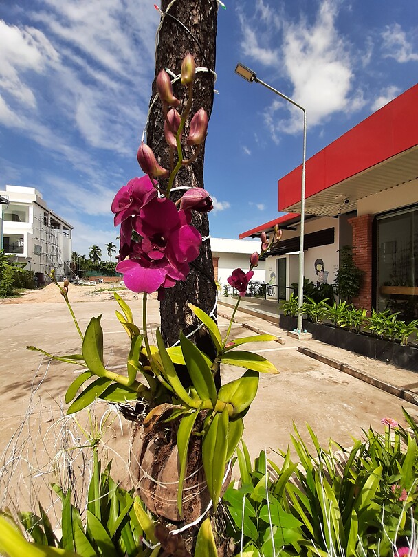 Orchids growing on trees