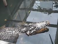 Grote krokodillen op de farm