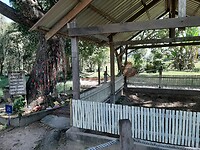 Killingfields, boom waar kinderen werden gedood en een massa graf