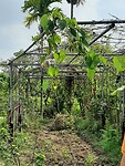Tour mekong delta, aardappelen