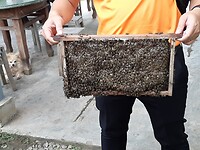 Tour mekong delta, bijen maken honing
