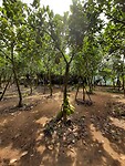 Tour mekong delta, Jack fruit