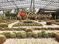 Nongnooch