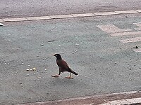 Mooi vogeltje