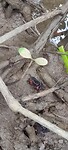 Krab my the mangrove