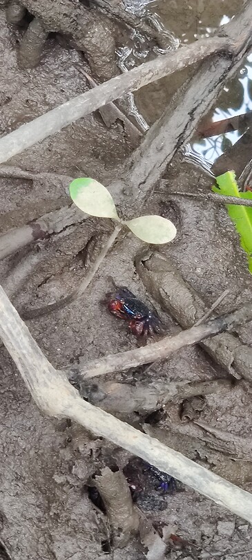 Krab my the mangrove