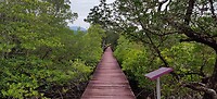 By mangrove