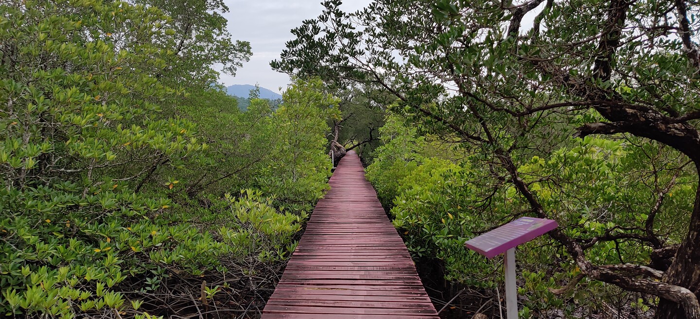 By mangrove