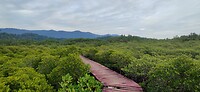 By mangrove
