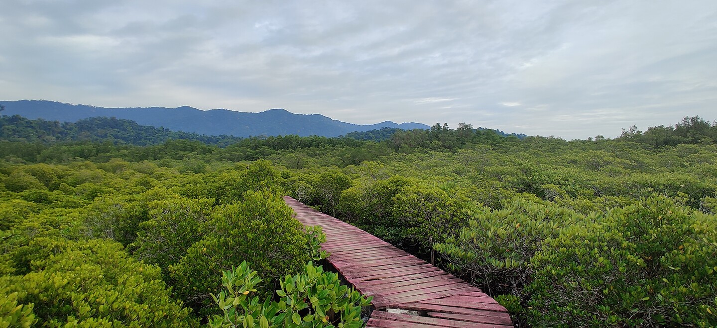 By mangrove