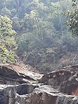 1,5 meter bird in the tree