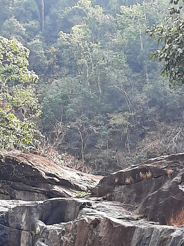 1,5 meter bird in the tree