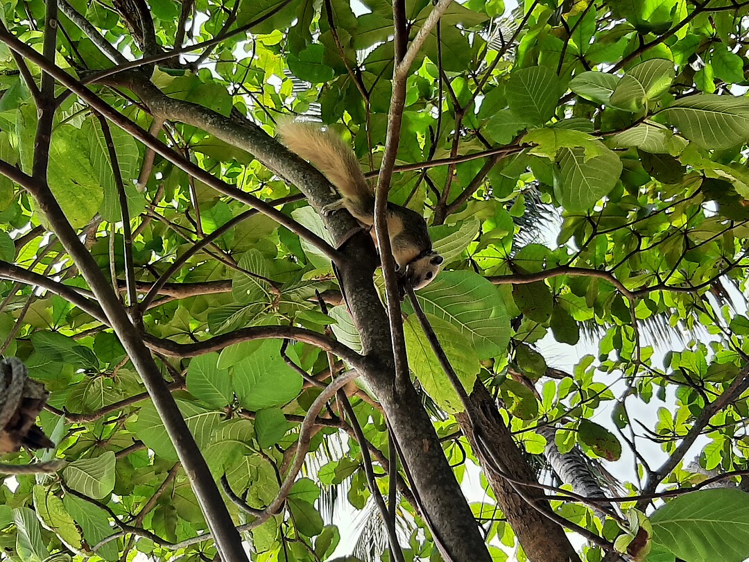 Squirrel but on a lead