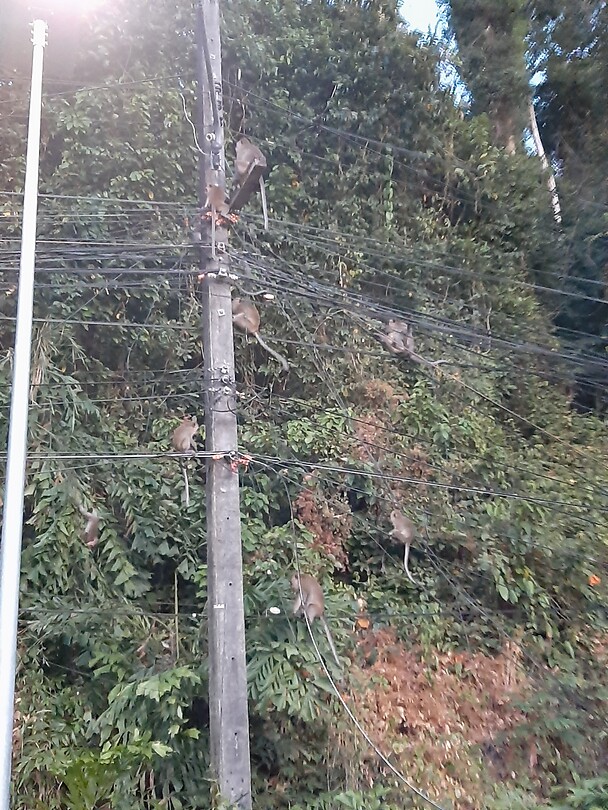 Monkeys