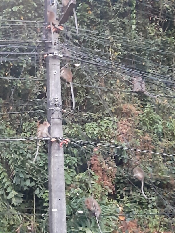 Monkeys 🐒