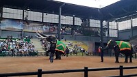 Olifanten show bij botanische tuin thailand
